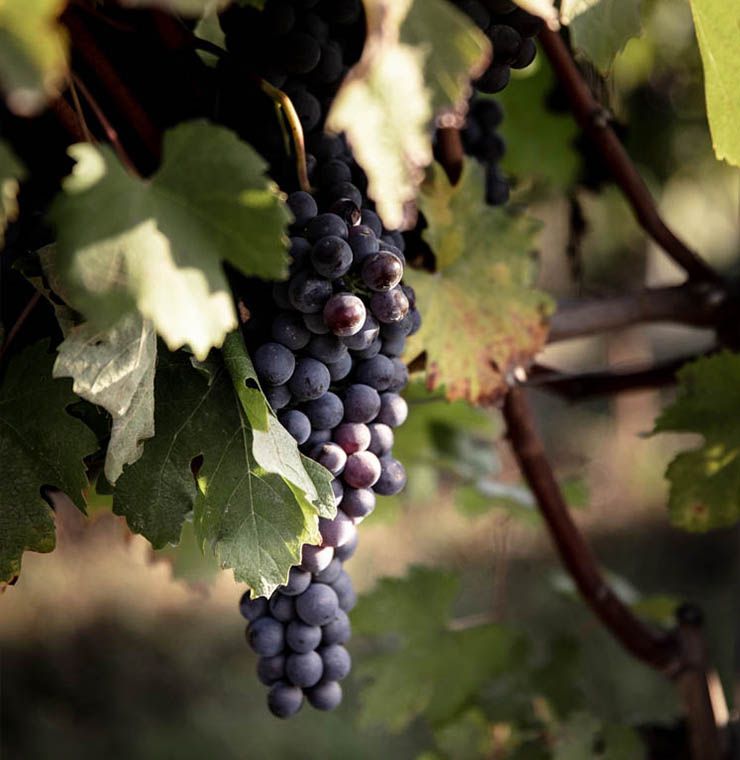 Marchesi di Barolo