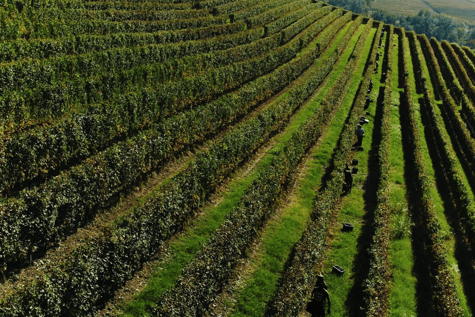 Marchesi di Barolo